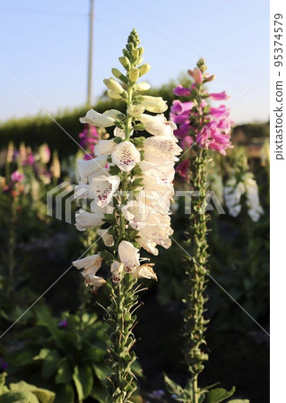 Purple flower digitalis foxglove poisonous herb white flower Purple flower digitalis foxglove poisonous herb white flower 95374579