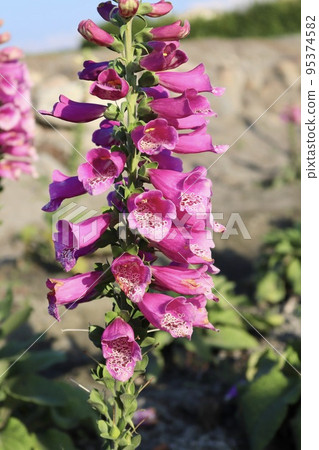 purple digitalis foxglove poisonous herb safflower 95374582