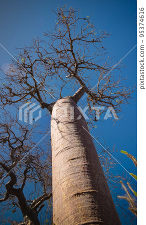 Landscape with Adansonia rubrostipa aka fony baobab tree in Reniala reserve , Toliara, Madagascar Landscape with Adansonia rubrostipa aka fony baobab tree in Reniala reserve , Toliara, Madagascar 95374616