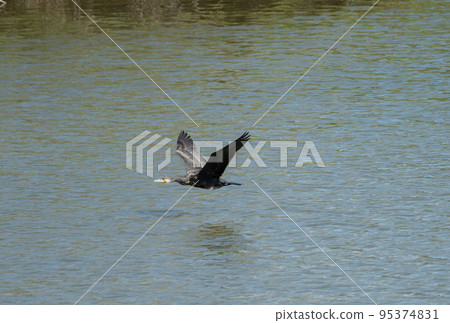 飛鸕鶿 飛鸕鶿 95374831