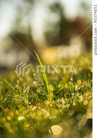 Closeup makro shot of a green grass leaves with rain water drops on top of them. Shallow depth of field. 95374851
