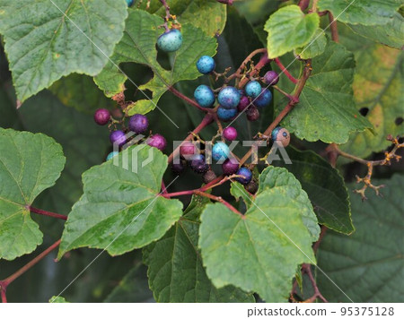 太美的野葡萄 95375128