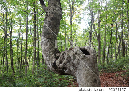 Nezuko Forest horse beech 95375157