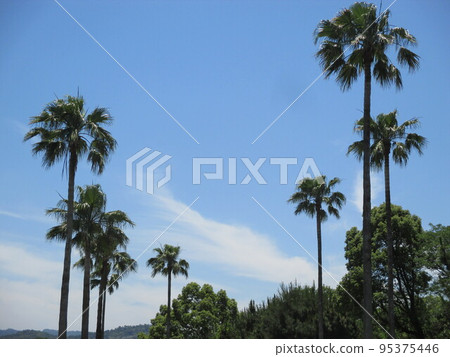 熊本縣上天草市天草珍珠線沿線的熱帶棕櫚樹 95375446