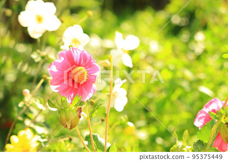 Pink Dahlia 95375449