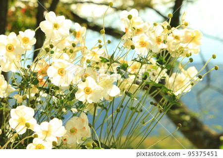 Autumn shuds 95375451