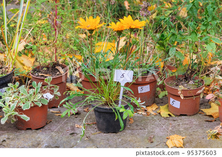 Garden store with flowers. Decorative potted plants are for sale. Bushes and plants in pots in local market. Garden store with flowers. Decorative potted plants are for sale. Bushes and plants in pots in local market. 95375603