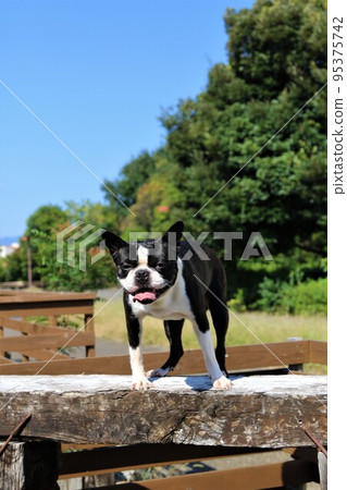 Mighty-kun, a Boston terrier who enjoys playing on the blue sky dock run in Sakado City, Saitama Prefecture. Mighty-kun, a Boston terrier who enjoys playing on the blue sky dock run in Sakado City, Saitama Prefecture. 95375742