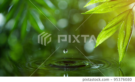 fresh green leaves with water drops over the water , relaxation with water ripple drops concept 95376080