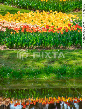 Colorful tulip fields and tulips reflected on the water surface Colorful tulip fields and tulips reflected on the water surface 95376307