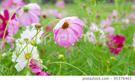 多雨的波斯菊田～濱名湖花園公園 95376461