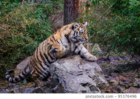 Siberian tiger cub, Panthera tigris altaica Siberian tiger cub, Panthera tigris altaica 95376496