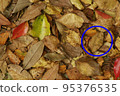 Can you see the camouflage? Part 2 Correct Answer 95376535
