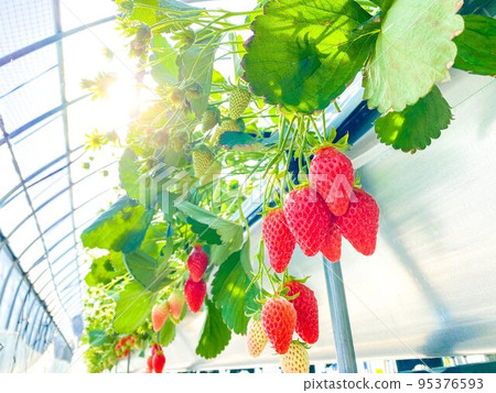 Strawberry picking 95376593