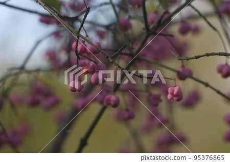 Euonimus fruits in an autumn forest, close up Euonimus fruits in an autumn forest, close up 95376865
