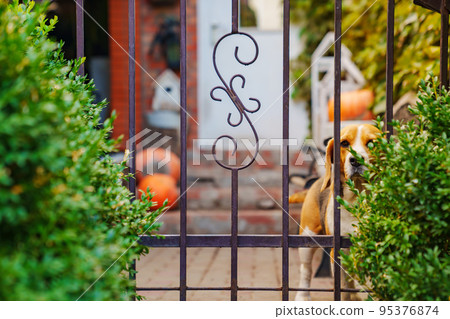 Basset Hound dog at a beautiful wrought iron fence. Basset Hound dog at a beautiful wrought iron fence. 95376874