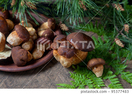 Imleria Badia or Boletus badius mushrooms commonly known as the bay bolete and clay plate with mushrooms on vintage wooden background.. Imleria Badia or Boletus badius mushrooms commonly known as the bay bolete and clay plate with mushrooms on vintage wooden background.. 95377483