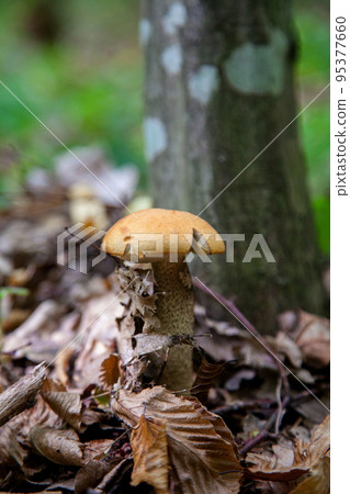 Single red boletus mushroom in the wild. Red boletus mushroom grows on the forest floor at autumn season.. 95377660