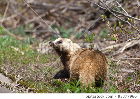 I came out warm and cheerful in early spring I came out warm and cheerful in early spring 95377960