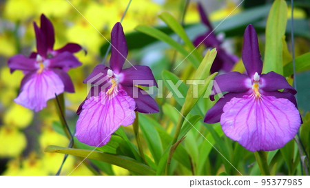 Pretty Flower Orchid (October) Miltonia (Miltonia Spectabilis) 02H16.9 95377985