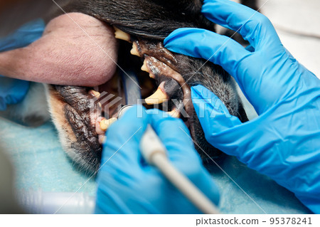 Veterinary dentistry. Dentist surgeon veterinarian treats and removes the teeth of a dog under anesthesia on the operating table in a veterinary clinic. Sanitation of the oral cavity in dogs close-up 95378241