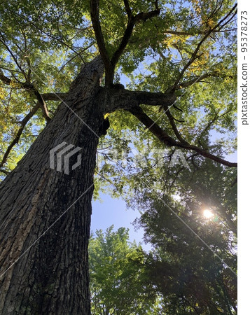 natural landscape with big tree natural landscape with big tree 95378273