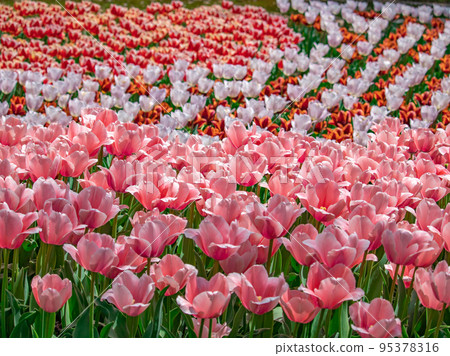 Colorful tulip field Colorful tulip field 95378316