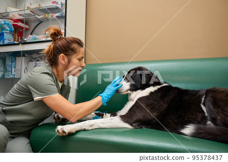 Close-up of male veterinarian giving injection of medication to dog in clinic. Pet vaccination or veterinary treatment concept Close-up of male veterinarian giving injection of medication to dog in clinic. Pet vaccination or veterinary treatment concept 95378437
