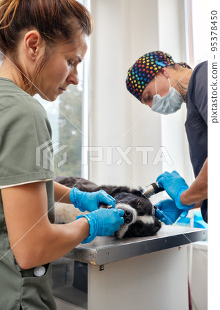 Veterinarian shaving a dog before treatment. doctor at the animal clinic with an anesthetized dog. 95378450