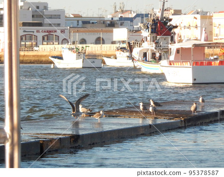 Several seagulls on the sea port floor 95378587