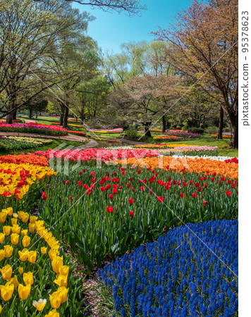 Colorful tulip field 95378623