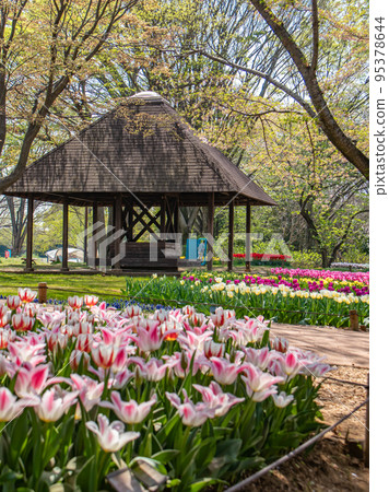 Colorful tulip field 95378644