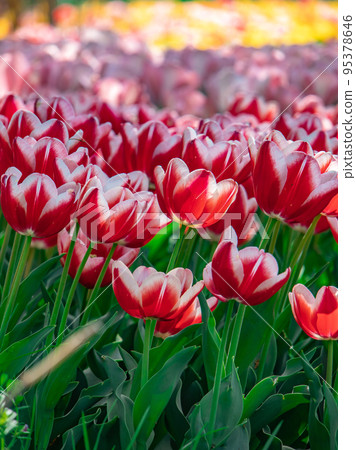 Colorful tulip field 95378646