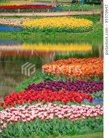 Colorful tulip field 95378647