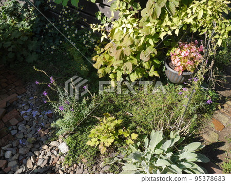A garden with various plants (autumn) 95378683