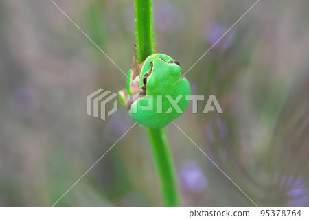 Tree frog Tree frog 95378764