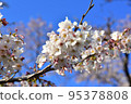  Cherry blossoms and blue sky 95378808