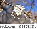Cherry Blossoms	 95378851