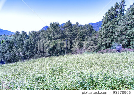 Buckwheat flowers Buckwheat flowers 95378906