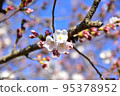Cherry Blossoms	 95378952