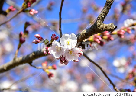 Cherry Blossoms	 95378952