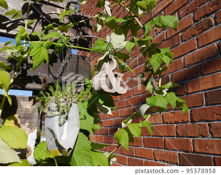 覆盆子和懸掛的多肉植物 覆盆子和懸掛的多肉植物 95378958