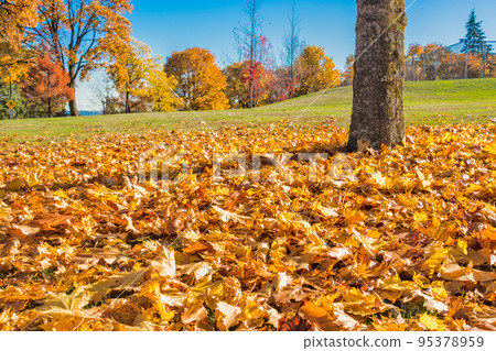 Yellow maples leaves in the park on the land 95378959