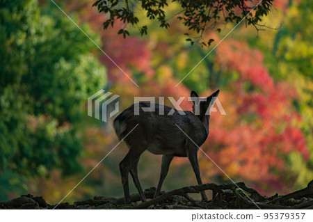 Deer in autumn leaves in Nara Park, Nara City, Nara Prefecture Deer in autumn leaves in Nara Park, Nara City, Nara Prefecture 95379357
