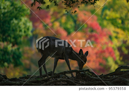 Deer in autumn leaves in Nara Park, Nara City, Nara Prefecture Deer in autumn leaves in Nara Park, Nara City, Nara Prefecture 95379358