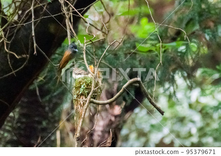 [Flycatcher] Chicks waiting for food from their parents 95379671