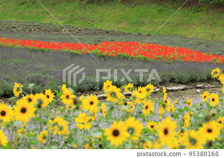 Tanbara薰衣草公園 95380168