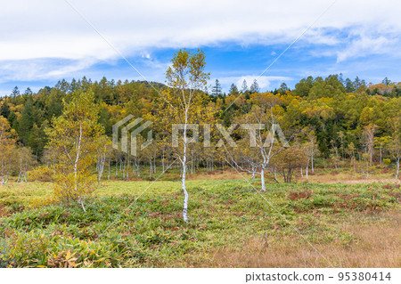 Autumn highland scenery Autumn leaves of Shiga Kogen 95380414