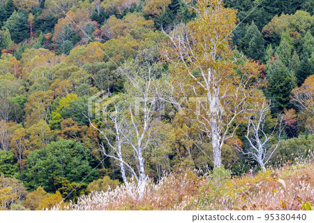 秋天的高原風光 志賀高原的紅葉 秋天的高原風光 志賀高原的紅葉 95380440