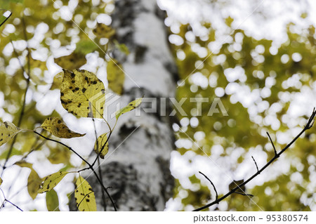 Autumn highland scenery Autumn leaves of Shiga Kogen Autumn highland scenery Autumn leaves of Shiga Kogen 95380574